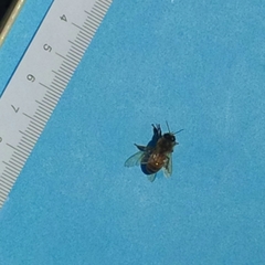 Apis mellifera