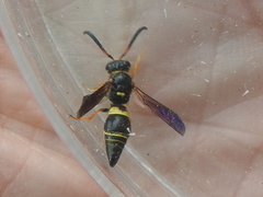 Ancistrocerus unifasciatus