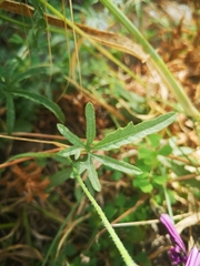 Convolvulus althaeoides althaeoides