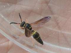 Ancistrocerus unifasciatus