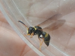 Ancistrocerus unifasciatus