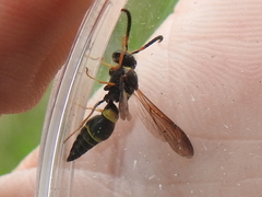 Ancistrocerus unifasciatus