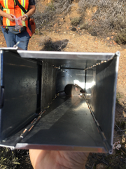 Peromyscus fraterculus