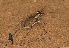 Cylindera