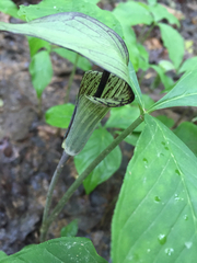 Arisaema triphyllum