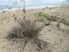 Juncus maritimus