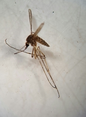 Aedes vexans