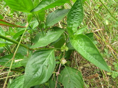 Capsicum annuum glabriusculum