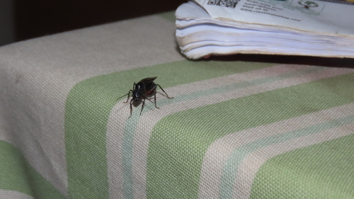 Indian Black Ant photo 3
