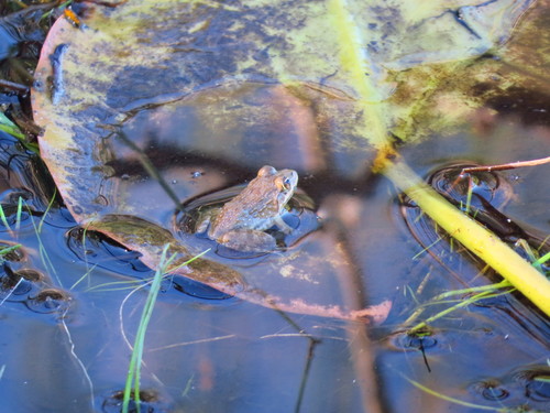 Cape River Frog, Silver Mine (Nature Reserve), Cape Town, South Africa, photo 7 of 10
