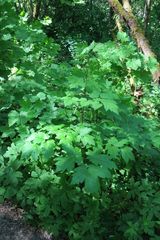 Actaea elata