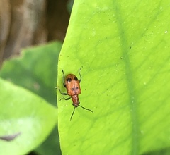 Neolema quadriguttata