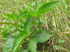 Capsicum annuum glabriusculum