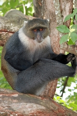 Cercopithecus mitis kolbi