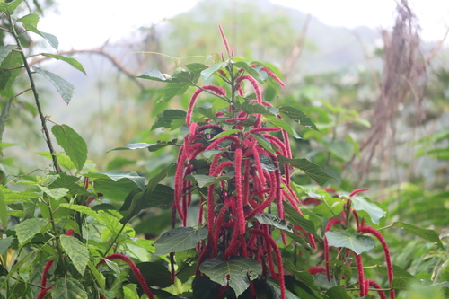 Acalypha hispida