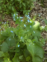 Brunnera macrophylla