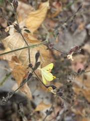 Henrya insularis