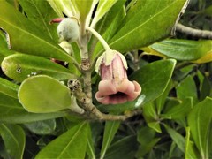 Pittosporum crassifolium