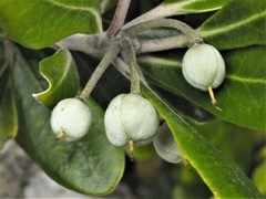 Pittosporum crassifolium