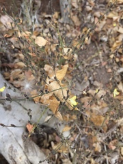 Henrya insularis