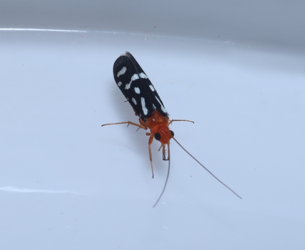 Chimarra albomaculata