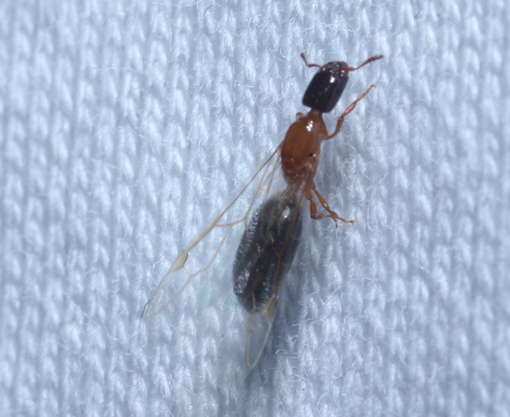 Ant