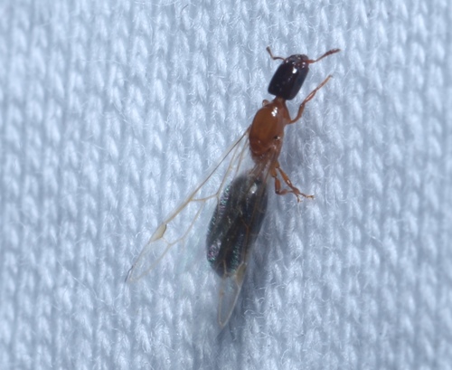 Ant
