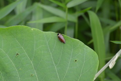 Hemithyrsocera palliata