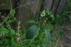 Viola canadensis canadensis