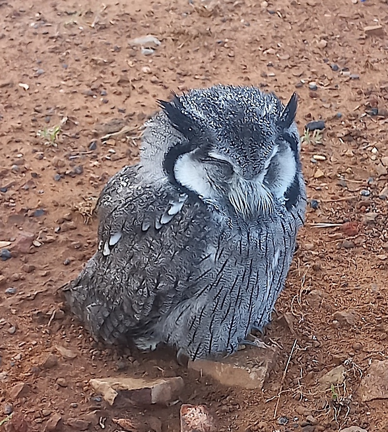 Southern White-faced Owl (Ptilopsis granti), photo 10