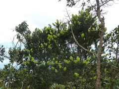 Podocarpus oleifolius