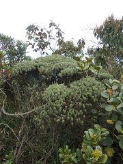 Linochilus rosmarinifolius