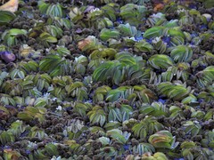 Salvinia biloba