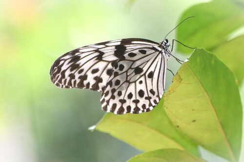 Ceylon Tree-nymph