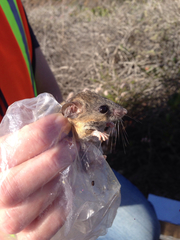 Peromyscus fraterculus