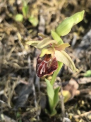 Ophrys sphegodes sphegodes