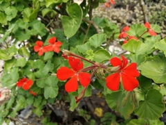 Pelargonium inquinans