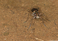 Cylindera