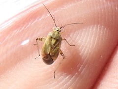 Polymerus basalis