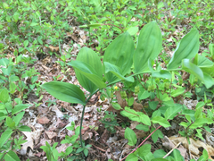 Polygonatum