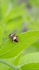 Closterotomus biclavatus