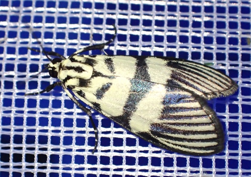 Heortia vitessoides photo 2