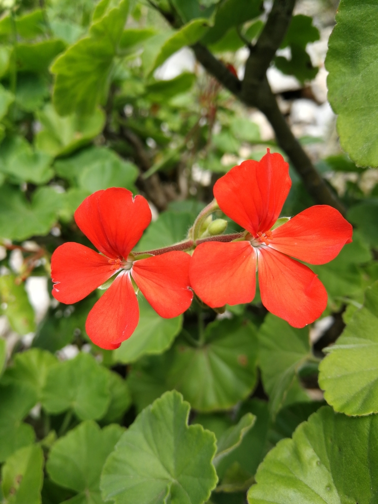 Pelargonium inquinans