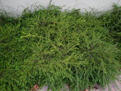 Phyllanthus myrtifolius