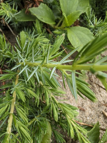 Juniperus taxifolia observed 2024-05-01