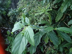 Morinda citrifolia