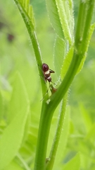 Closterotomus biclavatus