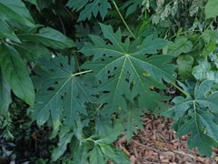 Carica papaya