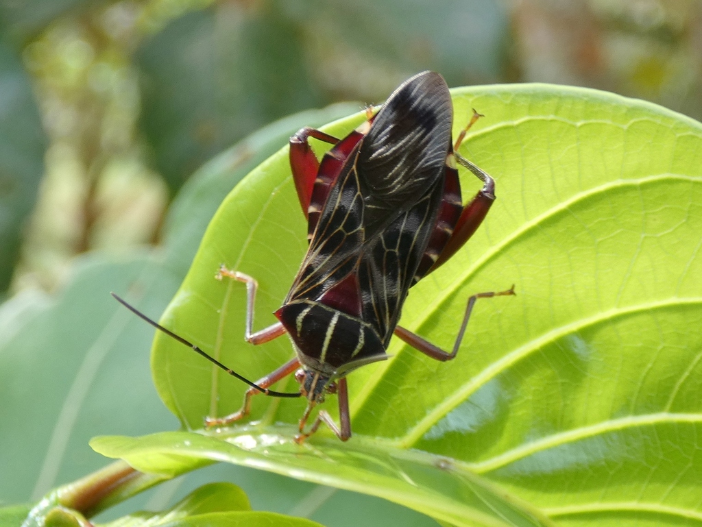 Dilycochtha tenuicornis