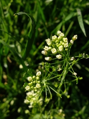 Capsella bursa-pastoris